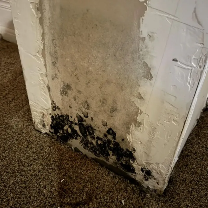 Professional Mold Removal in Madisonville, KY